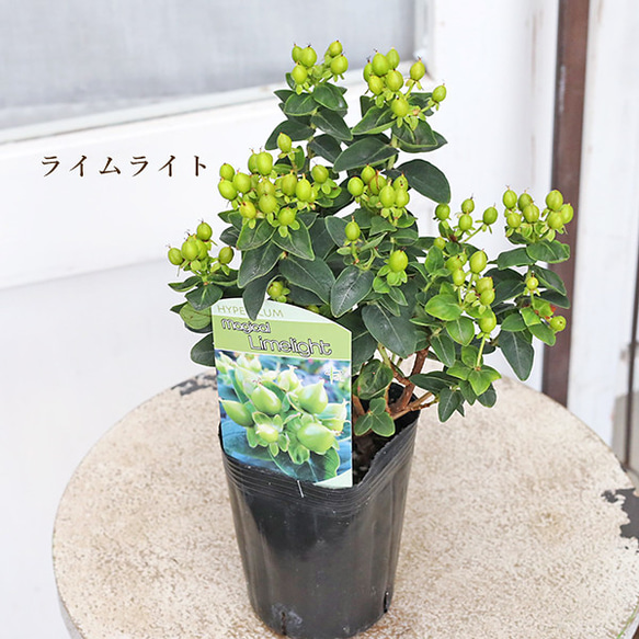 値下げSALE 花木苗 ヒペリカム マジカル ライムライト 3号 実がなる