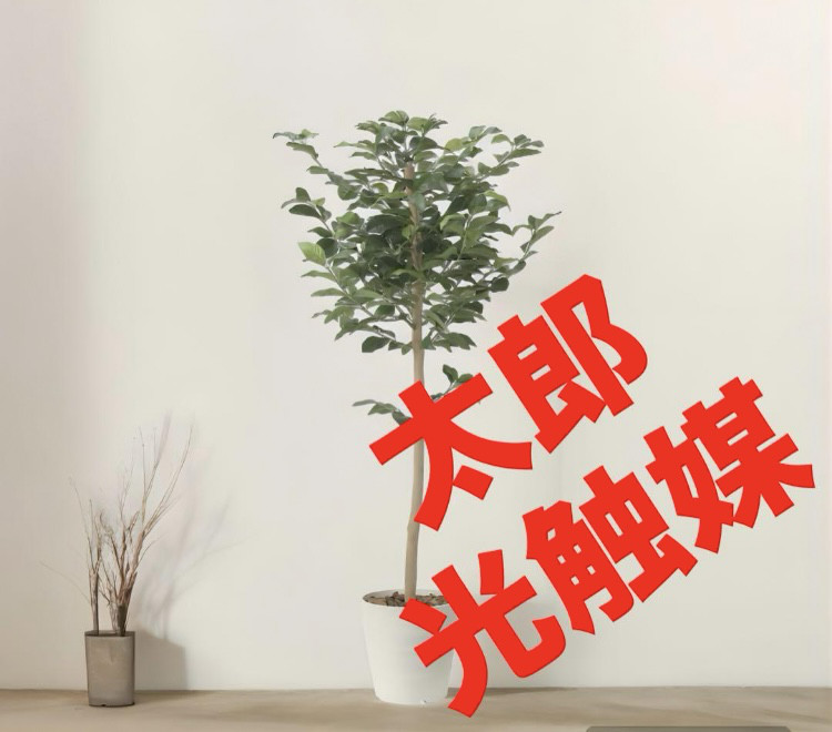 光触媒　人工観葉植物　ウォールグリーン　フェイクグリーン　シェフレア123t'P 光触媒 人工観葉植物 ウォールグリーン フェイクグリーン