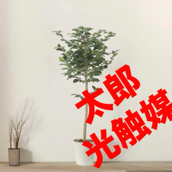 光触媒人工観葉植物ウォールグリーンフェイクグリーンレモンツリー1.6