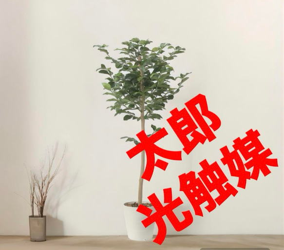 光触媒　人工観葉植物　ウォールグリーン　フェイクグリーン　レモンツリー1.6 光触媒 人工観葉植物 ウォールグリーン フェイクグリーン レモンツリー