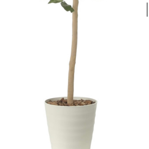 光触媒 人工観葉植物 ウォールグリーン フェイクグリーン レモンツリー