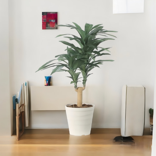 光触媒　人工観葉植物　フェイクグリーン　ドラセナジャネット1.0 楽天市場】光触媒 光の楽園 ドラセナジャネット1.0【インテリア