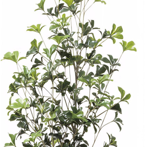 光触媒 人工観葉植物 ウォールグリーン フェイクグリーン シェフレラ