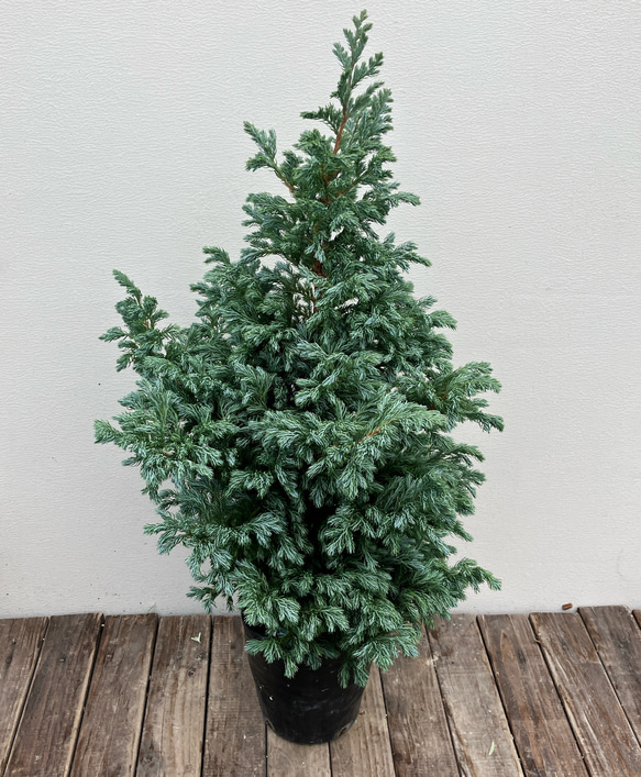 ヒマラヤスギ フィーリンブルー 【公式通販】