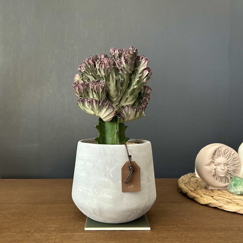 特大】ユーフォルビア トリゴナ おしゃれ鉢 陶器鉢 観葉植物