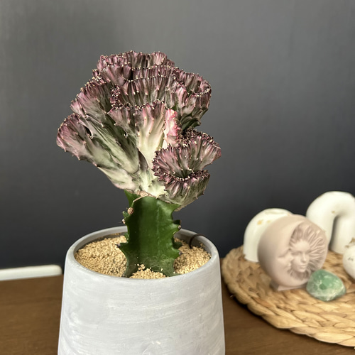 多肉植物）ユーフォルビア ラムローサ 2．5号（1鉢） : チャーム