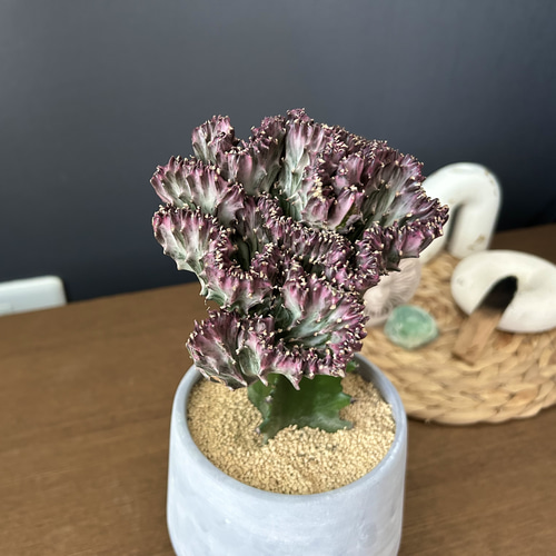 1点限定販売☆多肉植物 ユーフォルビア フランキアナ 遊仙窟 1点限定販売☆多肉植物 ユーフォルビア フランキアナ 遊仙窟