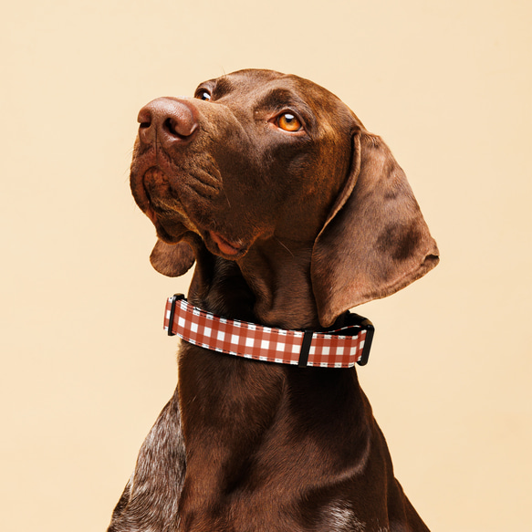 (新品未使用)クリストフル 首輪 プレゼント◎ C011】犬 首輪 SML 可愛い おしゃれ ペットカラー 小型犬中型犬