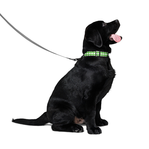 Amazon | Namsan 犬の首輪 首輪 トゲトゲ 5穴· 調節 可能 小型犬