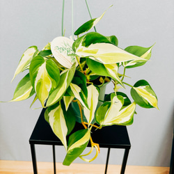 現品］【珍しい】2番 フィロデンドロン クリームスプラッシュ 3.5号