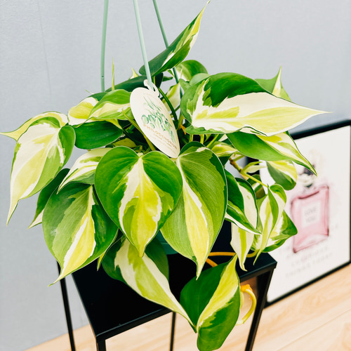 現品］【珍しい】2番 フィロデンドロン クリームスプラッシュ 3.5号