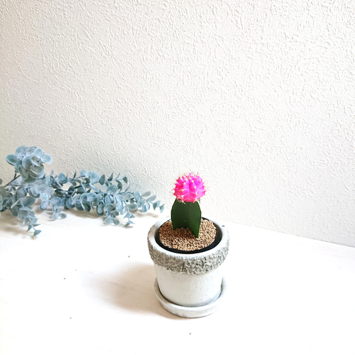 貝雛✾花キャンドル４点お纏め 貝雛✾花キャンドル4点お纏め 410bXSp8HXL._AC_SY200_QL15_.jpg