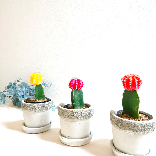 小品盆栽　植木鉢　天然石　希少品　クリ抜き植木鉢　一点物　多肉植物　サボテン 小品盆栽 植木鉢 天然石 希少品 クリ抜き植木鉢 一点物 多肉植物 サボテン