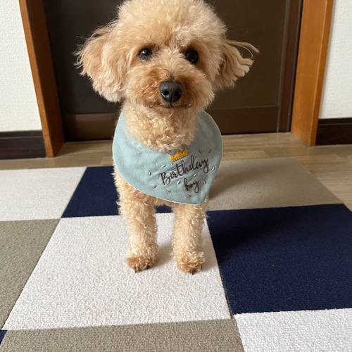 おめかしスタイ【ドック・犬用】 〜Birthday boy & girl〜 for