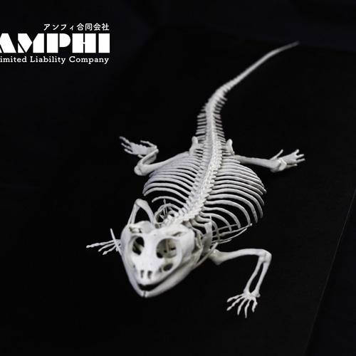 高品質！フトアゴヒゲトカゲ 全身骨格標本 高品質！フトアゴヒゲトカゲ 全身骨格標本 - メルカリ