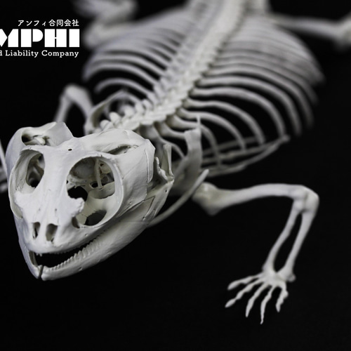 高品質！フトアゴヒゲトカゲ 頭骨（頸椎付） 即納☆高品質！フトアゴヒゲトカゲ 頭骨（頸椎付） - 頭骨・骨格