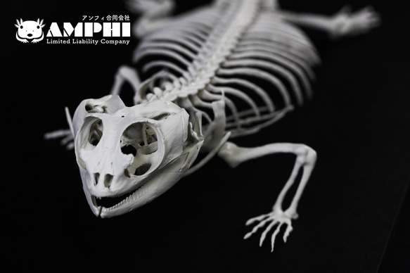 ラブカ 全身骨格 ラブカ 全身骨格 - メルカリ