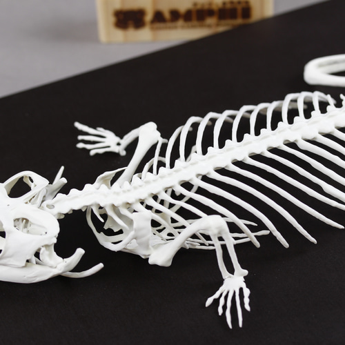 フトアゴヒゲトカゲ 原寸大全身骨格レプリカ bearded dragon その他