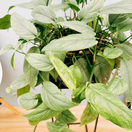 現品］【希少】エピプレムヌム ピナツム セブブルー 8号 観葉植物 室内