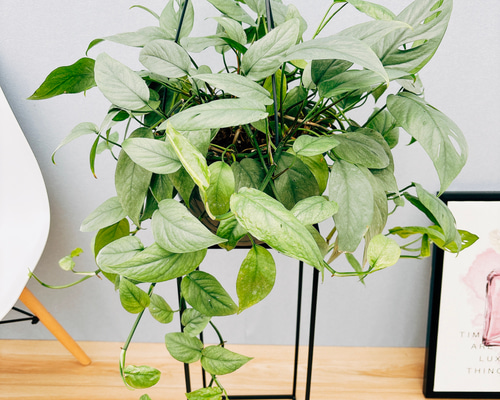 現品］【希少】大鉢！ エピプレムヌム ピナツム セブブルー 8号 観葉