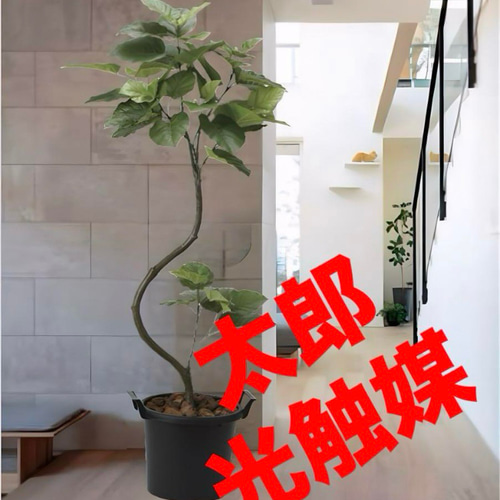 光触媒 人工観葉植物 フェイクグリーン インテリアウンベラータ1.65