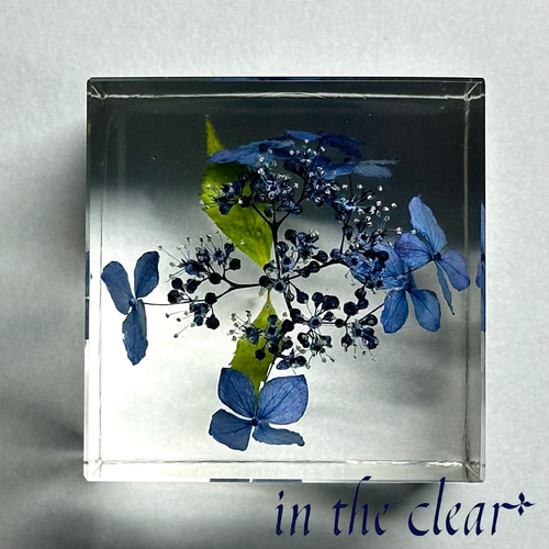 植物標本 紫陽花 青 レジン 5センチキューブ ハーバリウム