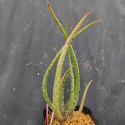 レアサボテンコレクション・マミラリア属・ピコモンストinわけけのお店