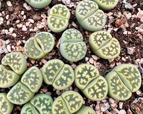 8/4 発送kamekichinosuke3様　確認用　多肉植物リトープス抜き苗 多肉植物 リトープス 緑綾耀玉 1.5cm 抜き苗 1株 - メルカリ