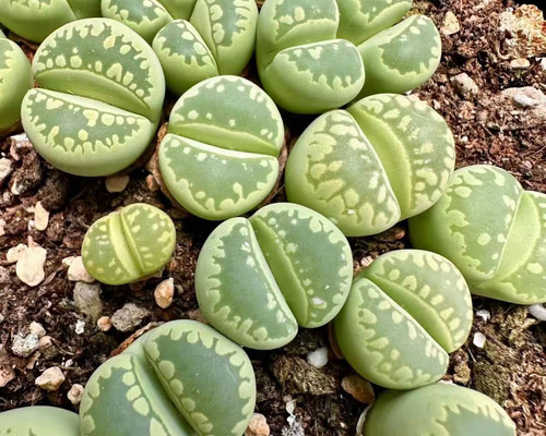 a8a1a51a2f81b0e0f62995510c00c6