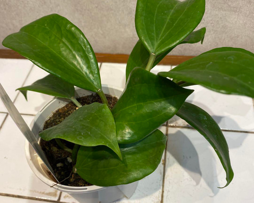 希少 hoya ホヤ peltata ⑤ 3号鉢 希少 hoya ホヤ peltata ⑤ 3号鉢