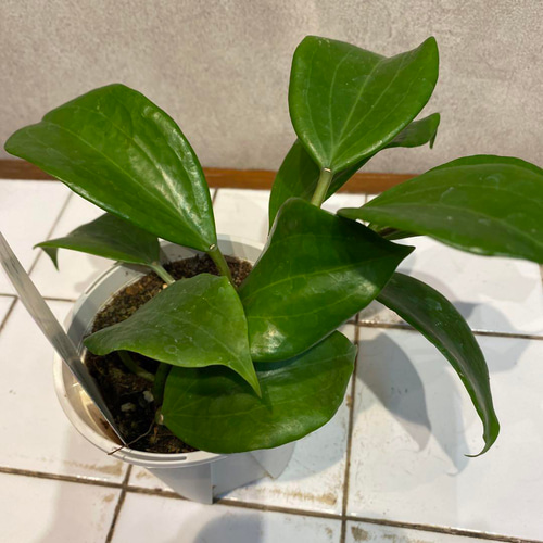 希少 hoya ホヤ peltata ⑤ 3号鉢 希少 hoya ホヤ peltata ⑤ 3号鉢