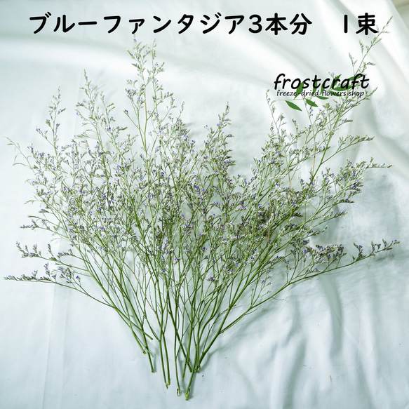ブルーファンタジア3本分 枝 1束 フリーズドライフラワー 45㎝以下  