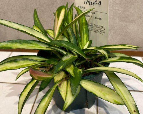 希少 hoya ホヤ peltata ⑤ 3号鉢 希少 hoya ホヤ peltata ⑤ 3号鉢
