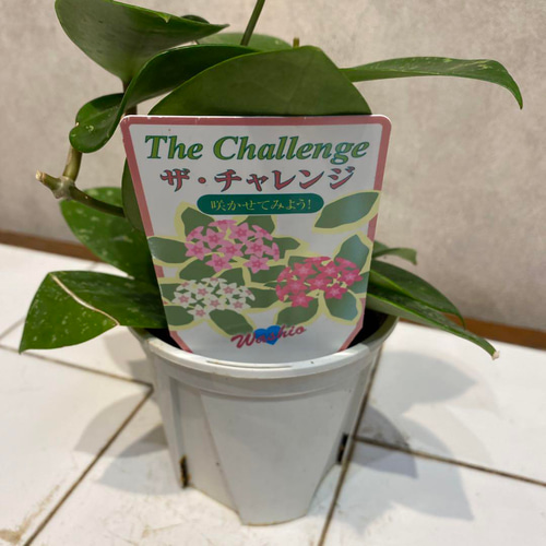 花座つき　ホヤ　ミニベル　スプラッシュ 花座つき ホヤ ミニベル スプラッシュ