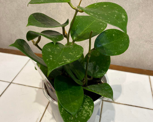 花座つき　ホヤ　ミニベル　スプラッシュ 9e5e9fd0f88d3420ee8d78a92a2074
