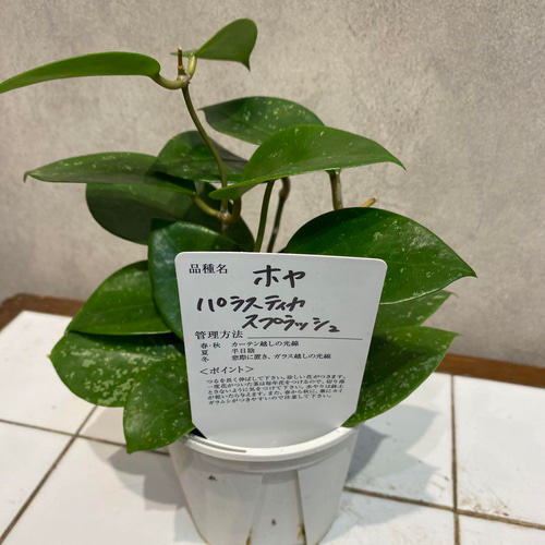 花座つき　ホヤ　ミニベル　スプラッシュ ちい様専用】ホヤ ミニベル スプラッシュ - メルカリ