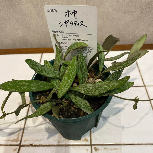 希少❗️ホヤ❤️シギラティス 3.5号鉢 多肉植物 Garden_couleur 通販