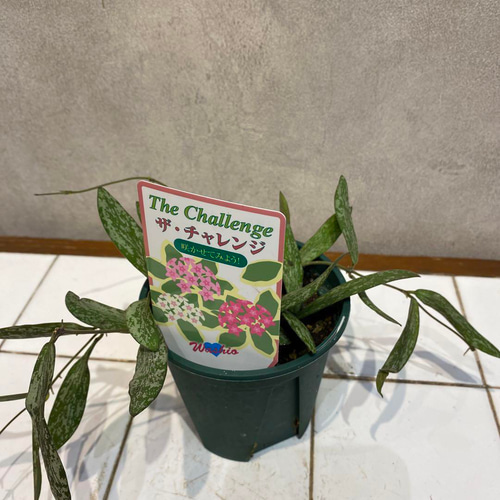 希少❗️ホヤ❤️シギラティス 3.5号鉢 多肉植物 Garden_couleur 通販