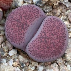 8/4 発送kamekichinosuke3様　確認用　多肉植物リトープス抜き苗 多肉植物 リトープス 紫碧琉璃玉 1.3cm 抜き苗 1点 多肉植物 愛