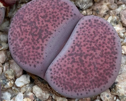 多肉植物 リトープス 紫碧琉璃玉 1.3cm 抜き苗 1点 多肉植物 愛