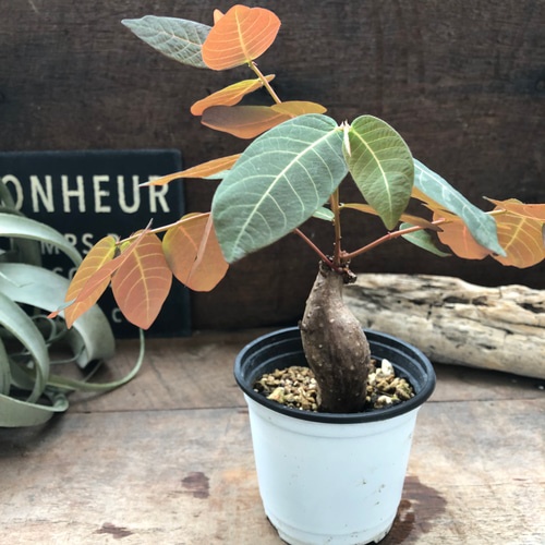 フィランサス♡ミラビリス♡ 希少♡塊根植物♡インテリア♡ アート