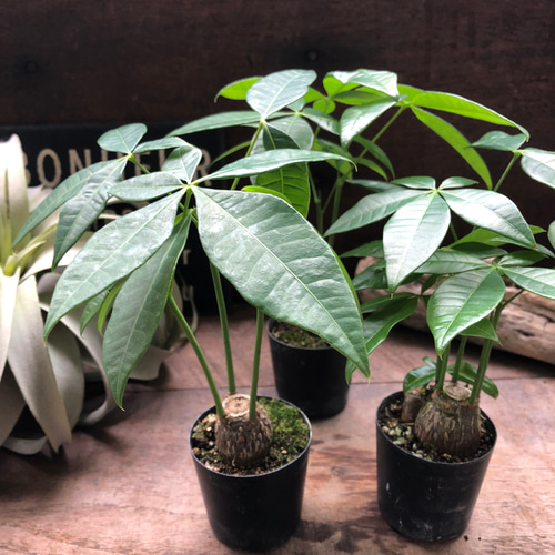 パキラ塊根仕立て♡ミニサイズ♡観葉植物♡ガーデニング アート