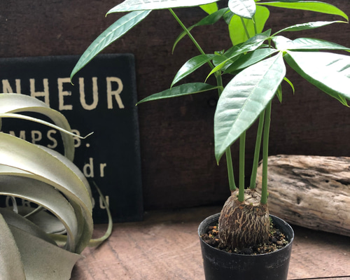 パキラ 塊根 パキラ 塊根 L 鉢カバー付 | インテリア植物 - 観葉植物・多肉