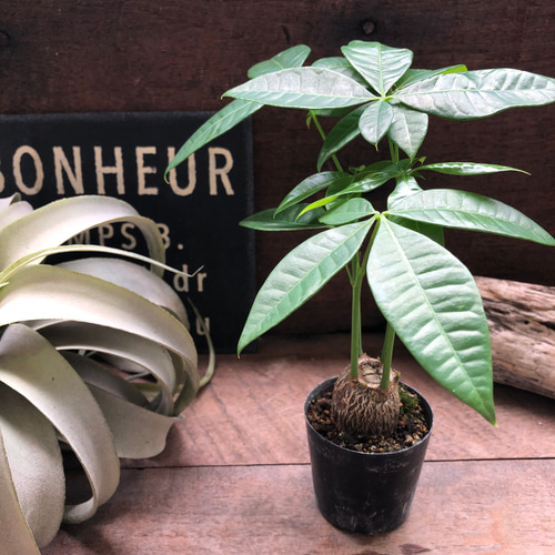 パキラ 塊根 パキラ 塊根 L 鉢カバー付 | インテリア植物 - 観葉植物・多肉