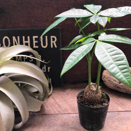 パキラ塊根仕立て♡ミニサイズ♡観葉植物♡ガーデニング アート