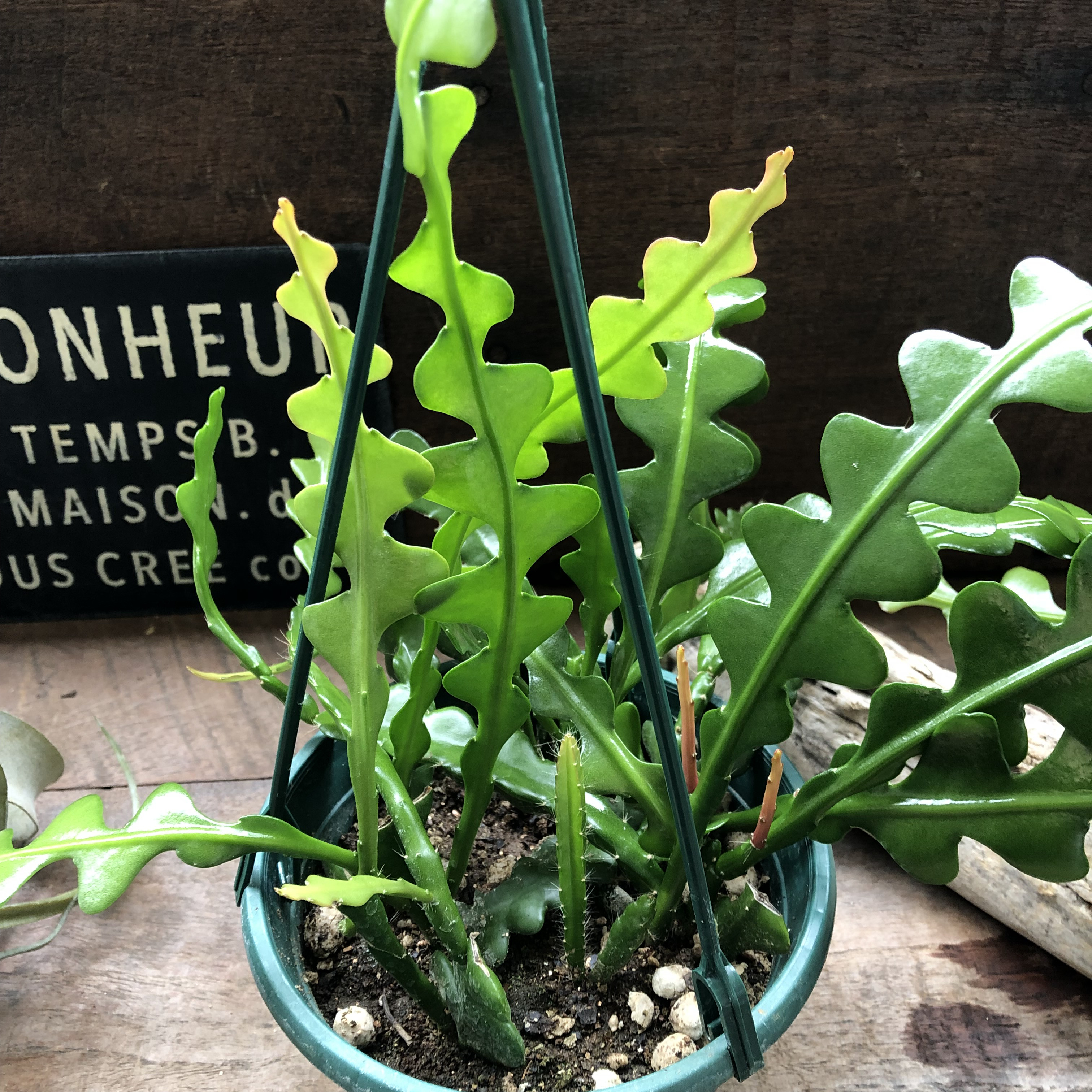 ジグザグサボテン♡吊り下げ♡希少♡エビフィラム♡アングリガー♡フィッシュボーン♡