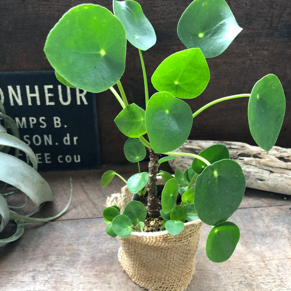 観葉植物 ピレア ペペロミオイデス 幹立ち レア