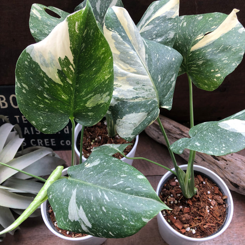 斑入りモンステラ♡希少♡白鉢♡立派な観葉植物♡ アートフラワー パリ