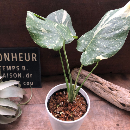 モンステラ　斑入り　デリシオーサ　白斑　ホワイトティアーズ　4号鉢 モンステラ 斑入り デリシオーサ 白斑 ホワイトティアーズ 4号鉢