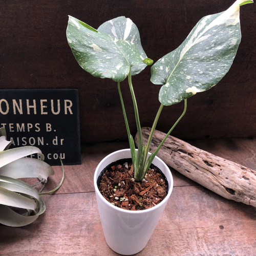 ノ*ノ様 希少 モンステラ レモンライム 斑入り 斑入りモンステラ｜希少